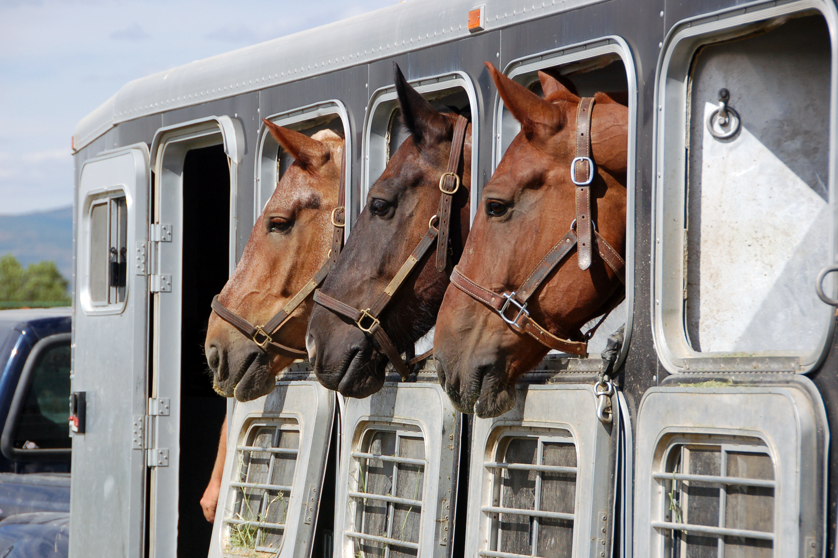 Horsebox Insurance